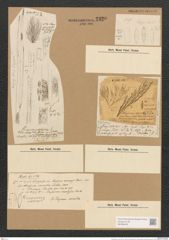 Schizonema sp. (de-Toni-Nr.: Genus 20, Species 856 ?) Zeichnungen Sammlung Grunow Nr. 2320 (NHMW-BOT-W0369445)